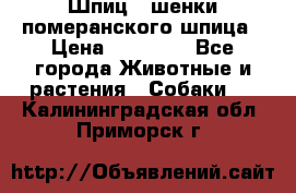 Шпиц - шенки померанского шпица › Цена ­ 20 000 - Все города Животные и растения » Собаки   . Калининградская обл.,Приморск г.